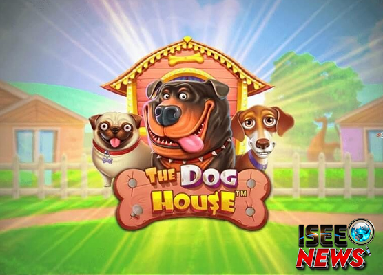 Baru Main Slot? The Dog House Pilihan Tepat untuk Pemula!